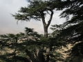 cedars